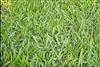 Argentine Bahia Pasture Grass Seed - 25 Lbs.