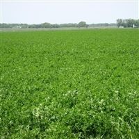 Arriba II Alfalfa Forage Seed - 1 lb.