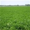 Arriba II Alfalfa Forage Seed - 20 lbs.