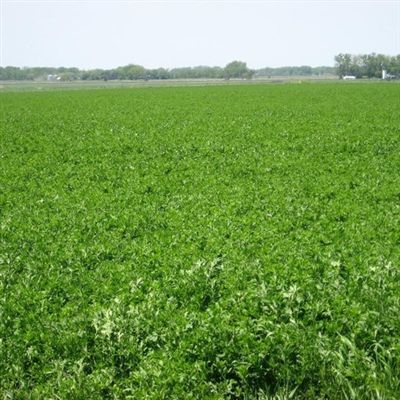 Arriba II Alfalfa Forage Seed - 50 lbs.