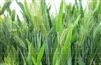 Atlantic Barley Seed - 1 Lb.