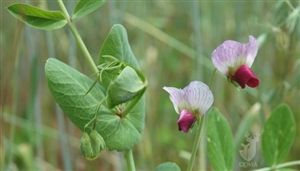 Austrian Winter Pea Seed - 1 Lb.