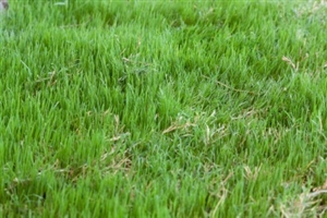 Bermuda Grass Seed Common Hulled - 50 Lbs.