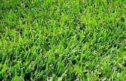 Bermuda Grass Seed Common Raw Unhulled - 10 Lbs.