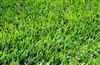 Bermuda Grass Seed Common Raw Unhulled - 5 Lbs.