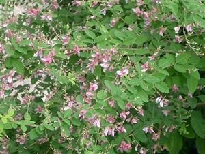 Bicolor Lespedeza Seed - 10 Lbs.