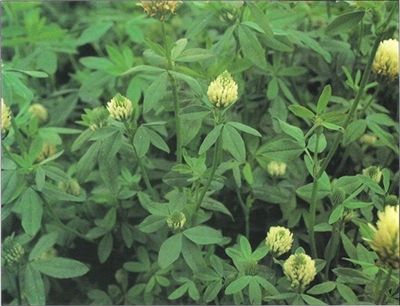 Bigbee Berseen Clover Seed - 1 Lb.