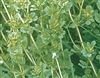 Birdsfoot Trefoil Seed - 20 Lb