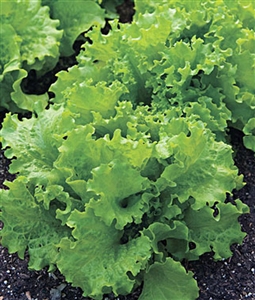 Lettuce Black Seeded Simpson Seed Heirloom - 1 Packet