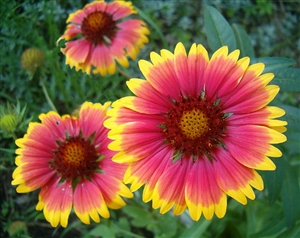 Blanketflower Seed - 1 Packet