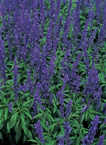 Salvia Blue Bedder Seed - 1 Packet