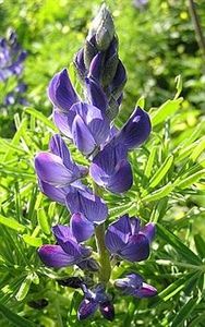 Sweet Blue Lupine Seed - 50 Lbs.