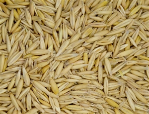 Bob Oats Grain Seed - 50 Lbs.