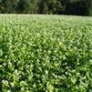 Buckwheat Seed - 10 Lbs.