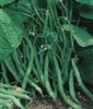 Garden Bean Bush Blue Lake Seed - 1 Packet