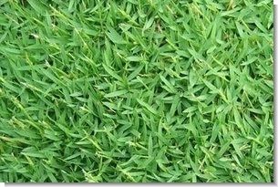 Carpetgrass Seed - 50 Lbs.