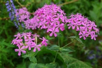 Heirloom Catchfly