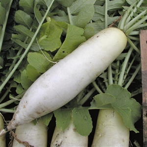 Radish Chinese White Seed Heirloom - 1 Packet