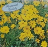 Coreopsis Sunburst Seed - 1 Packet