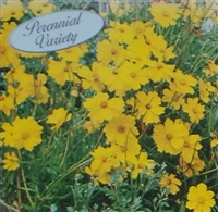 Coreopsis Sunburst Seed - 1 Packet