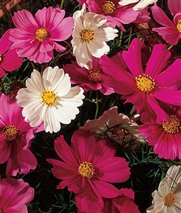 Cosmos Early Sensation Seed - 1 Packet