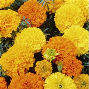 Marigold Crackerjack Seed - 1 Packet