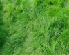 Creeping Red Fescue Grass Seed - 50 Lbs.