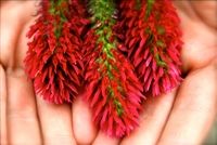 Crimson Clover Seed - 5 Lbs.