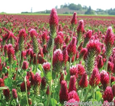 Crimson Clover Seed - 1/4 Lb.