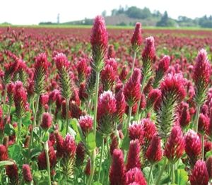 Dixie Crimson Clover Seed - 1 Lb.