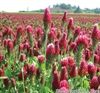 Crimson Clover Seed - 2 Lbs.