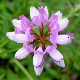 Crown Vetch Seed - 1 Lb.