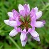 Crown Vetch Seed - 5 Lbs.