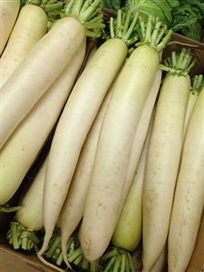 Daikon Radish Seed - 10 Lbs.