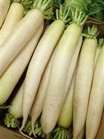 Daikon Radish Seed - 20 Lbs.