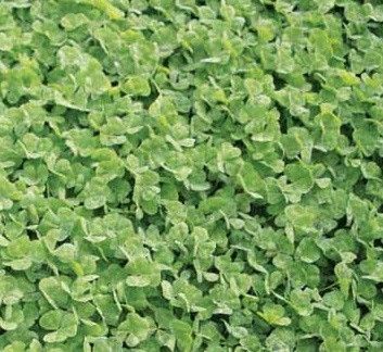 Dalkeith Subterranean Clover Seed - 1 Lb.