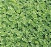 Dalkeith Subterranean Clover Seed - 10 Lbs.