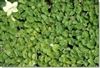 Dichondra Repens Seed - 1 Lb.