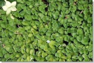 Dichondra Repens Seed - 10 Lbs.