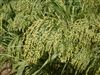 Dove Proso Millet Seed - 5 Lbs.