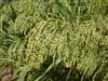 Dove Proso Millet Seed - 50 Lbs.