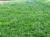 Durana Clover Seed - 10 Lbs.