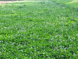 Durana Clover Seed - 10 Lbs.