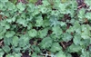 Dwarf Siberian Improved Kale Seed - 10 Lbs.