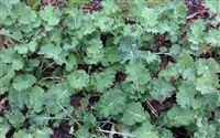 Dwarf Siberian Improved Kale Seed - 5 Lbs.