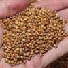 Egyptian Wheat Seed - 1 Lb.