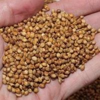 Egyptian Wheat Seed - 5 Lbs.
