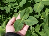 Fixation Balansa Clover Seed - 10 Lbs.