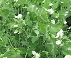 Frost Master Winter Pea Seed - 1 Lb.