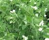 Frost Master Winter Pea Seed - 20 Lbs.